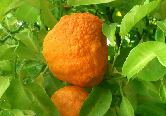 Seville orange (Bitter orange)