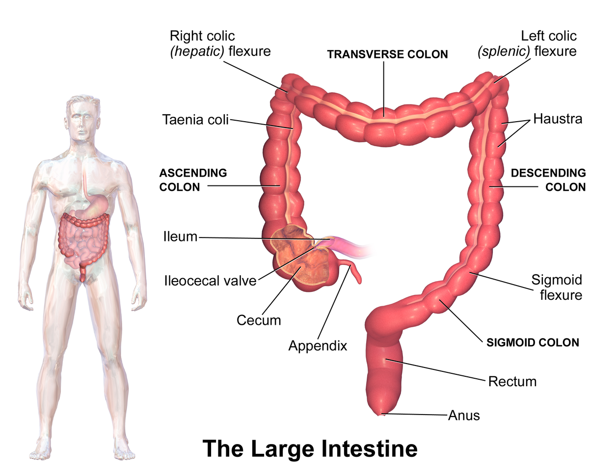intestine, colon