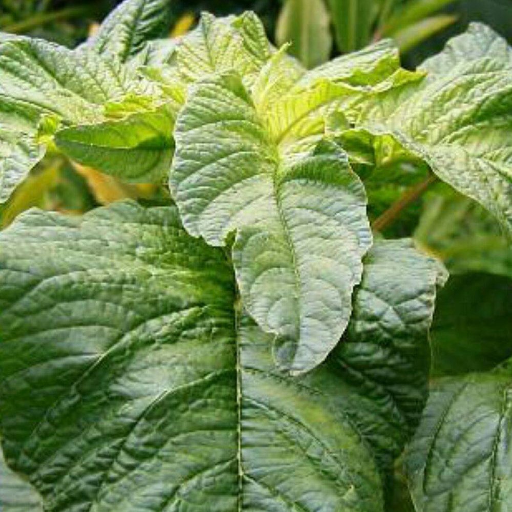 Callaloo plant (Amaranth)