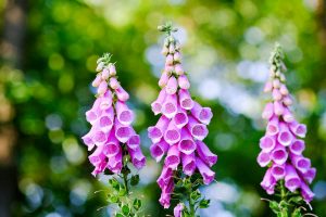 Foxglove