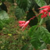 Quassia amara