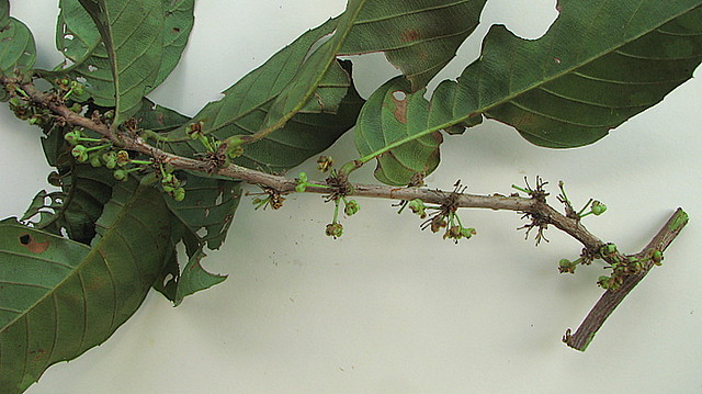 Doliocarpus dentatus - Capadulla