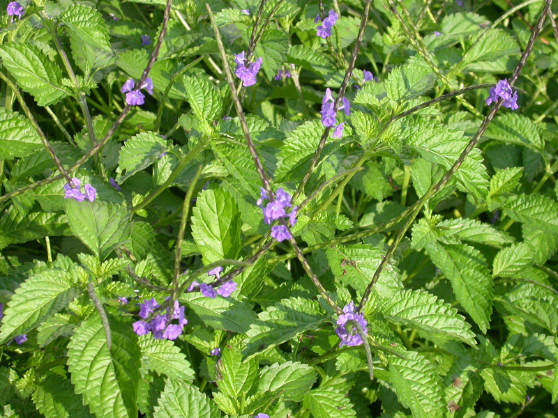 Jamaican Blue Vervain