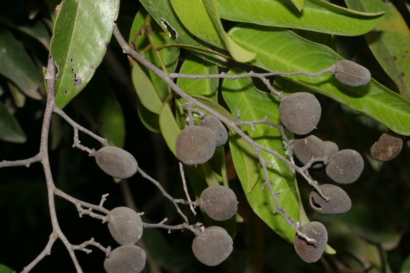 Dialium guineense