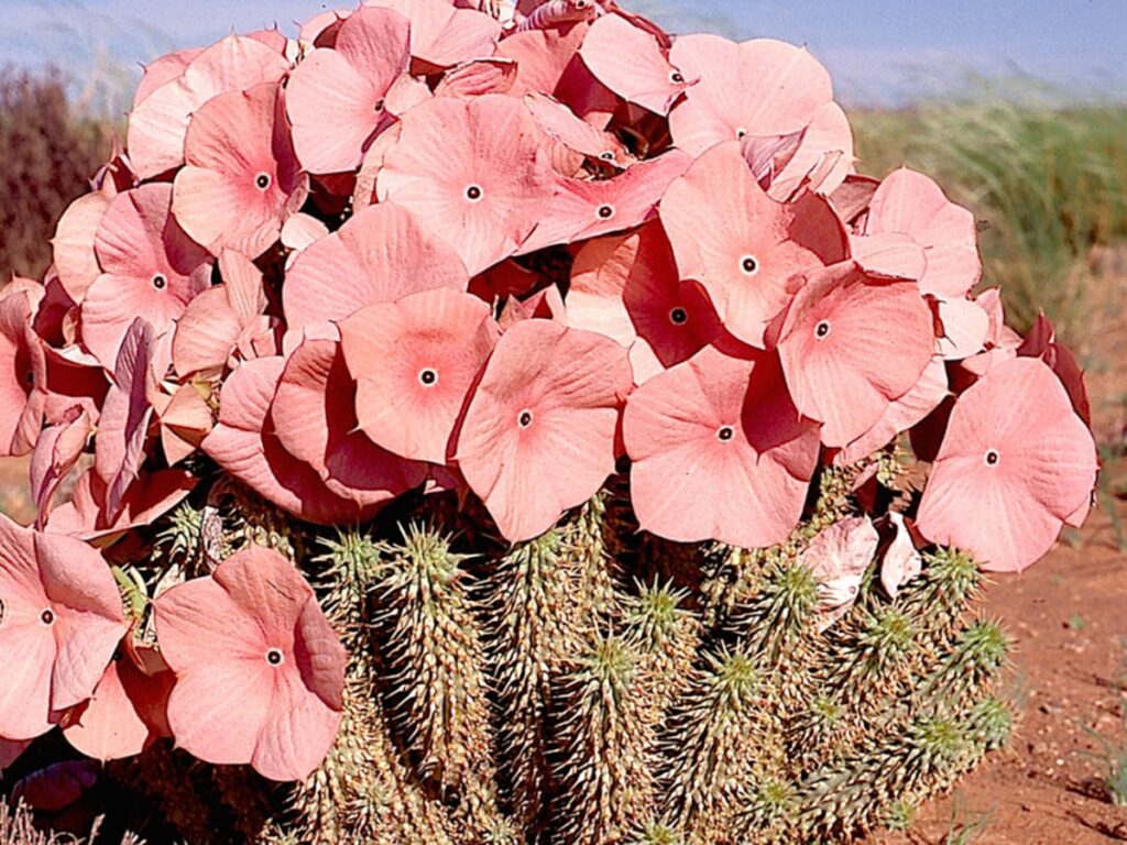 Hoodia gordonii