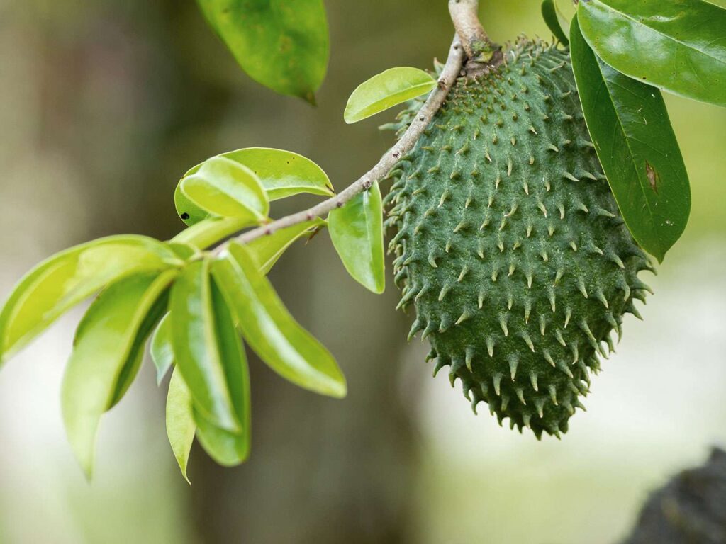 Soursop fruit leaves