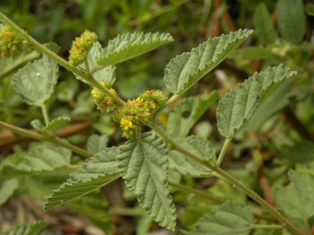 Waltheria indica leaves