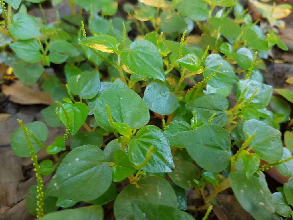 Shiny bush plant (growing wild)