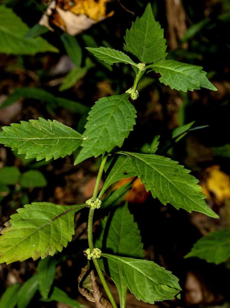 Bugleweed (Lycopus virginicus,)
