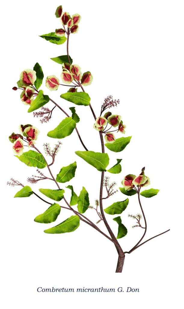 Combretum micranthum - Seh-haw