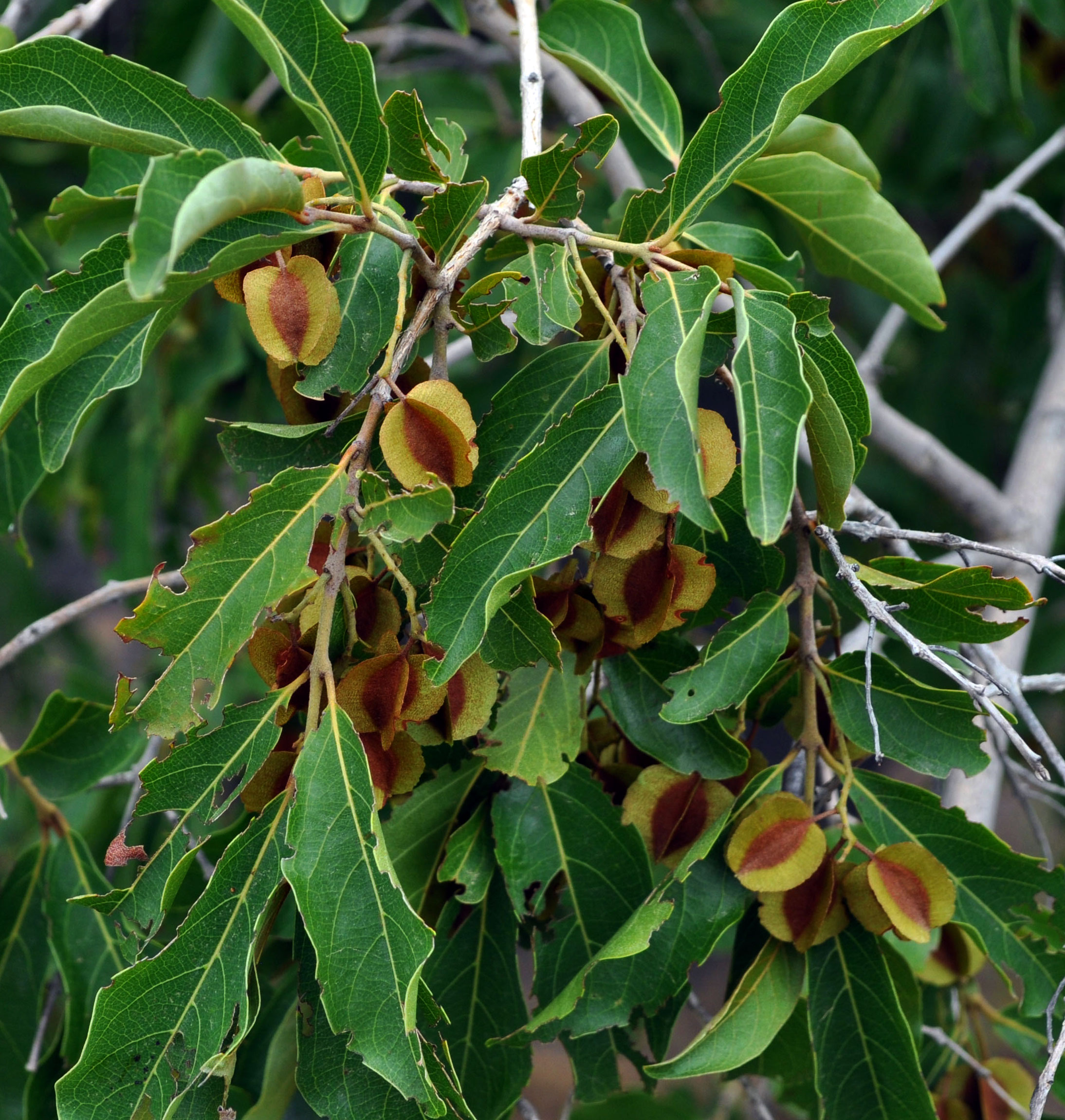 Combretum micranthum (Seh-haw, Kinkeliba)