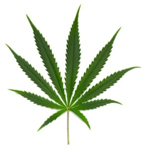 Marijuana (Canabis sativa)