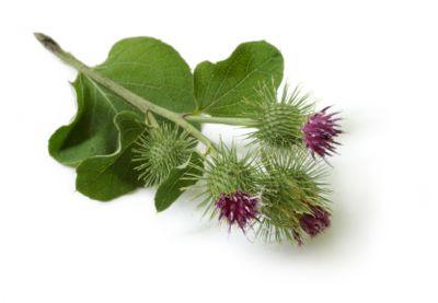 burdock plant