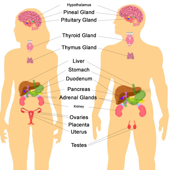 Endocrine glands - Glands can grow back - Dr Sebi