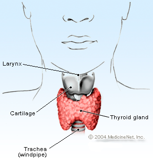 thyroid gland