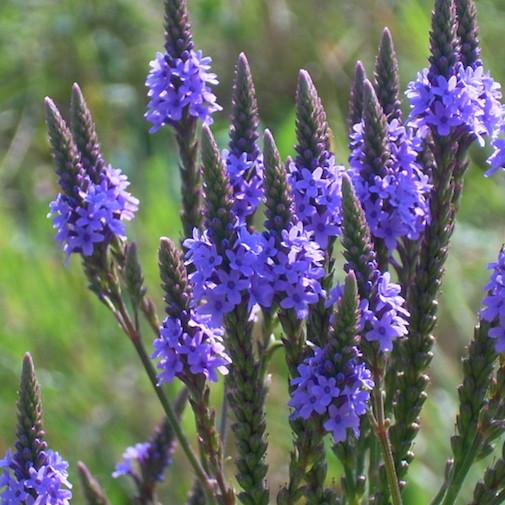 Blue vervain