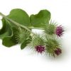 Burdock (Natural plant)