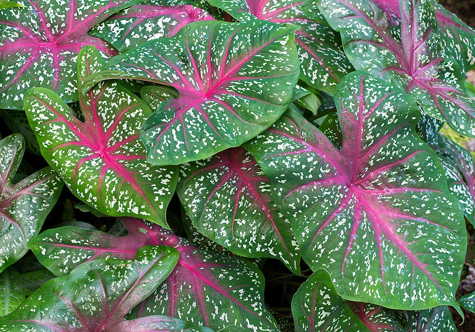 Caladium bicolor