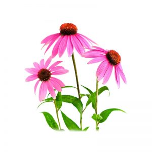 Echinacea (Hybrid plants)