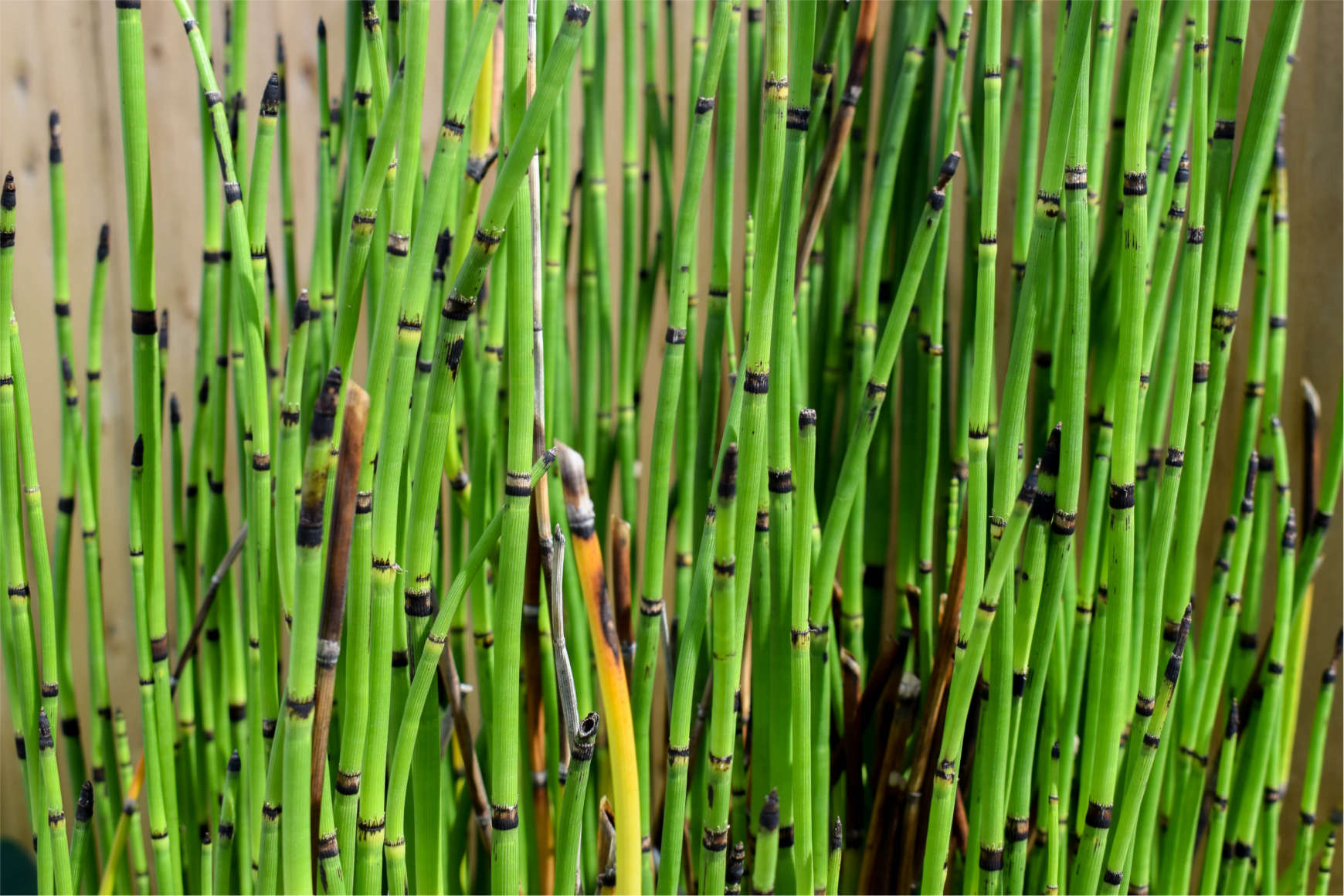 horsetail