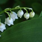lily of the valley - Dr Sebi