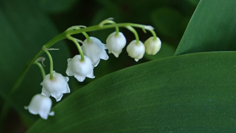 lily of the valley - Dr Sebi