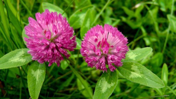 red clover