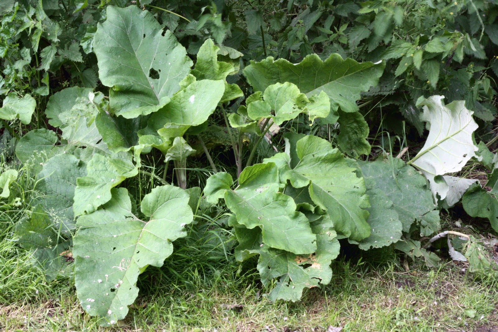 burdock plant