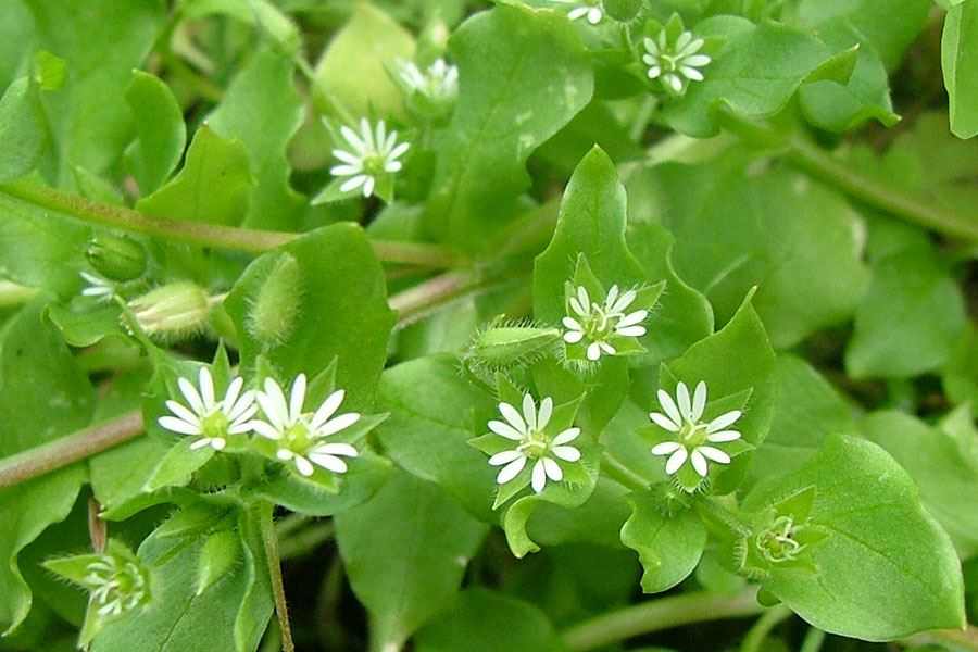 stellaria media - chickweed - Dr Sebi