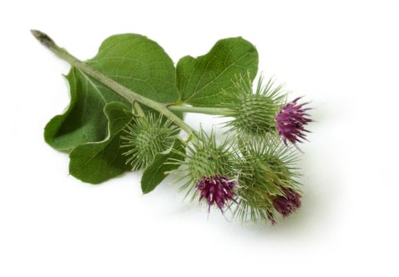 Burdock plant