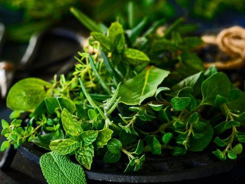 Herbs - DR SEBI - FOLLOW THE PATH OF NATURE