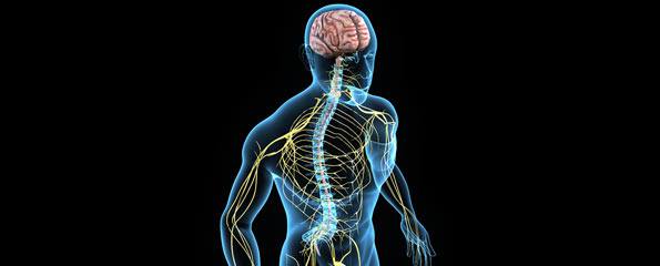 Central Nervous System