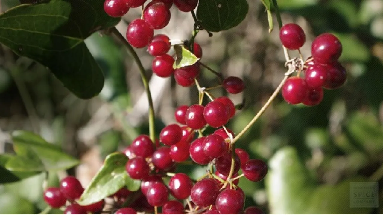 Sarsaparilla - Sarsil berry