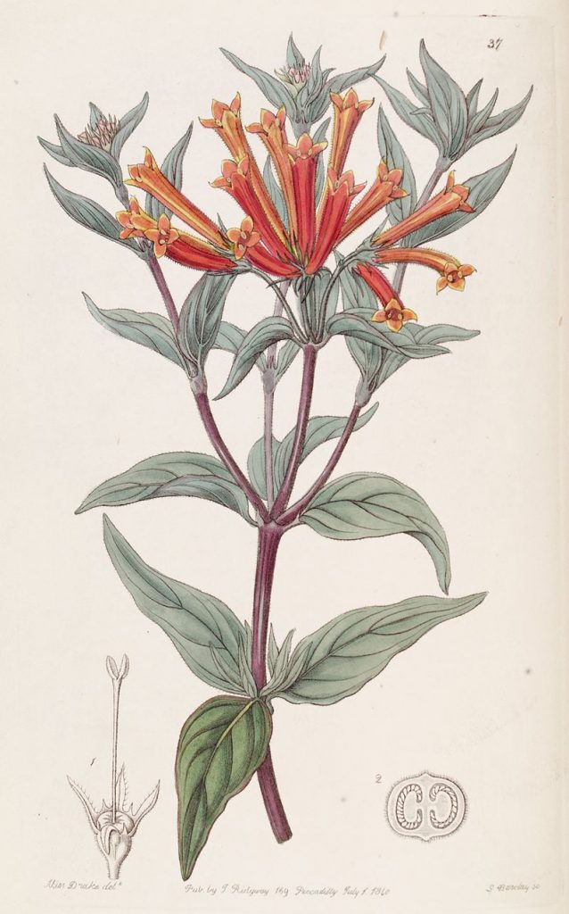 Trompetilla (Bouvardia ternifolia)