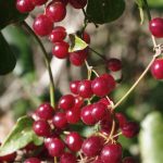 Sarsaprilla