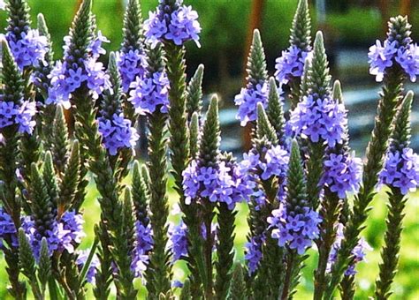 Vervain