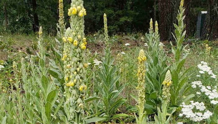 Mullein Plant