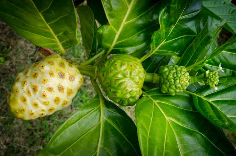 Noni plant