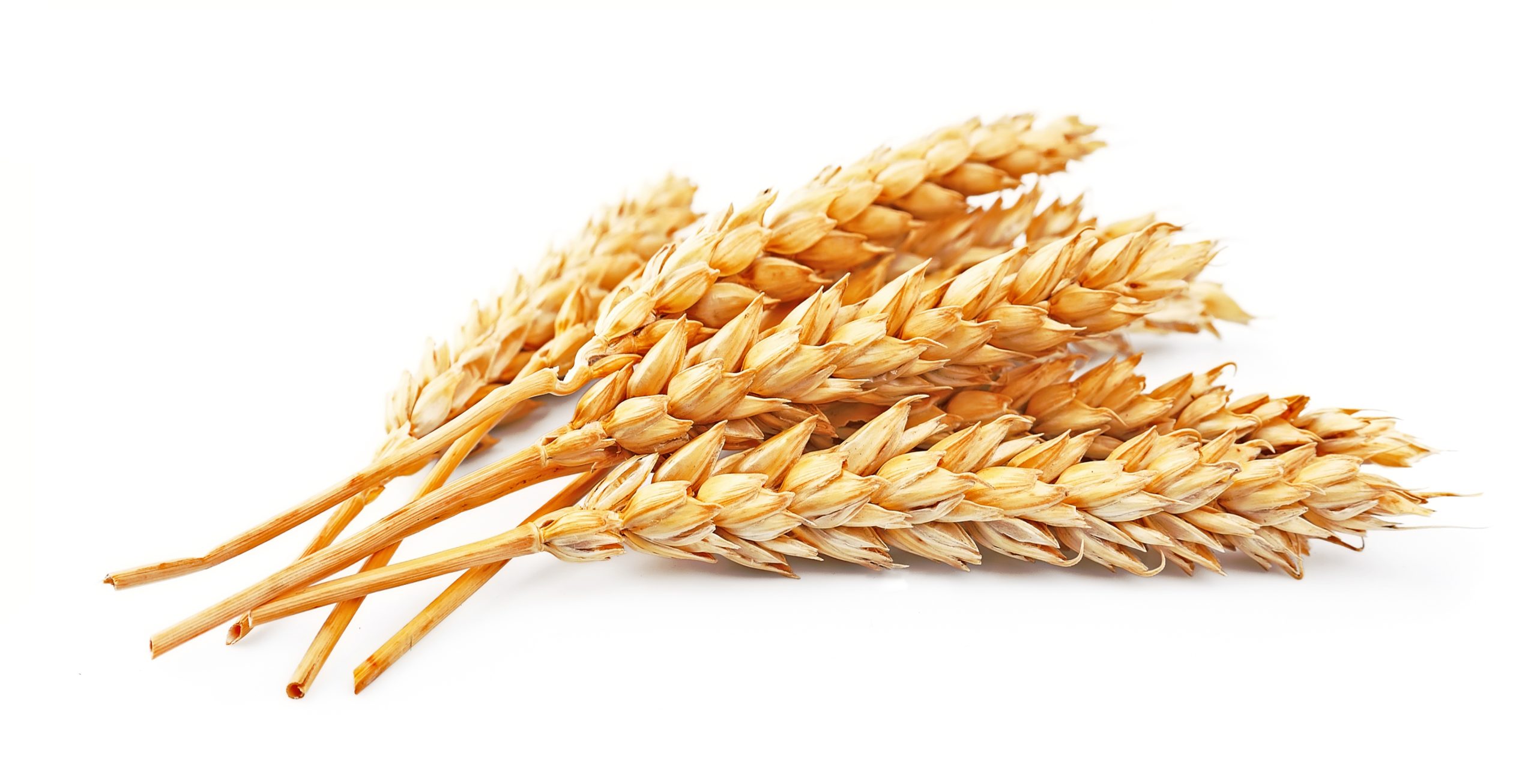 field-of-wheat-free-stock-photo-public-domain-pictures