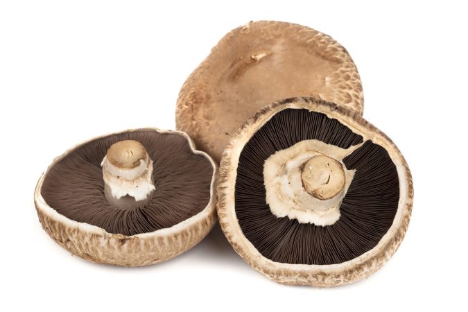 Portobello mushroom