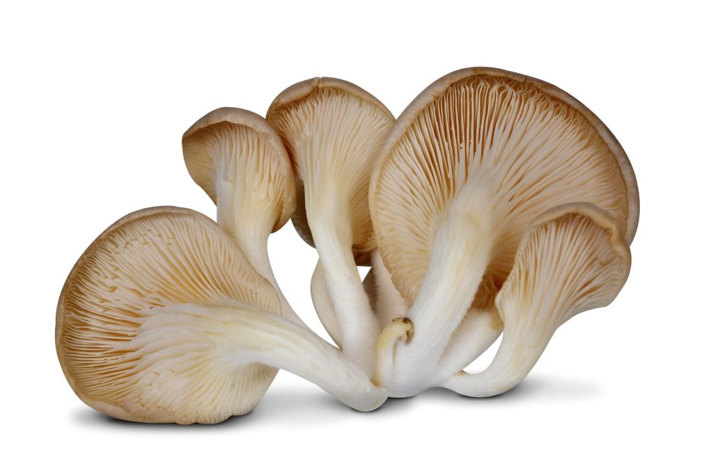 Oyster mushroom