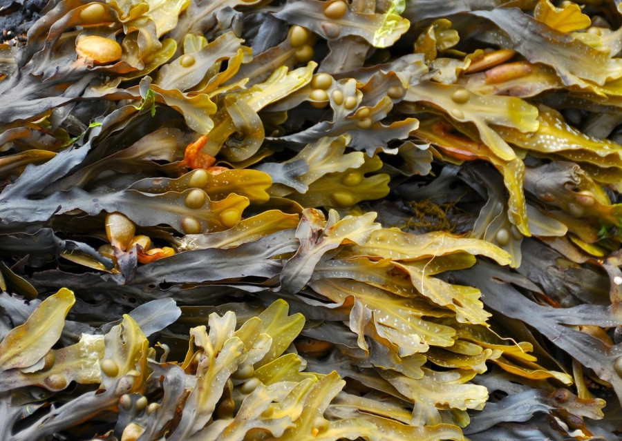 Bladderwrack