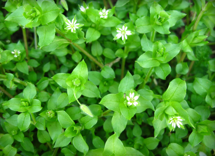 Chickweed