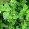 Chickweed plant