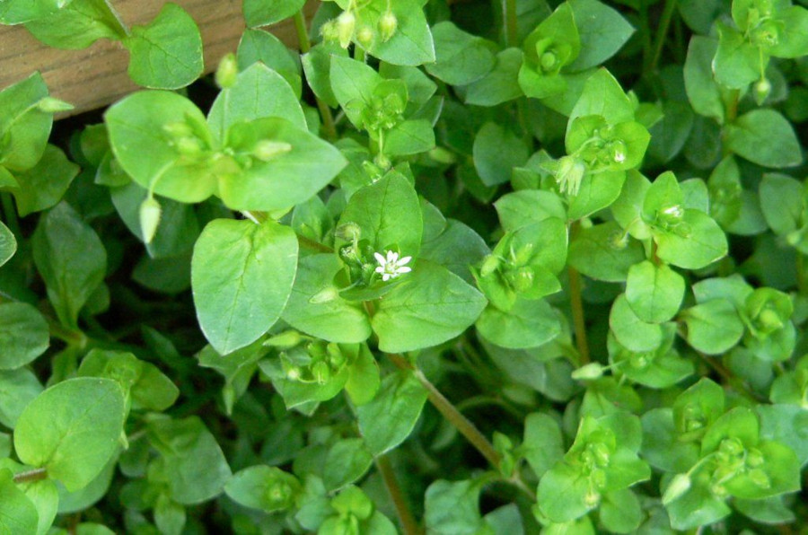 Chickweed plant