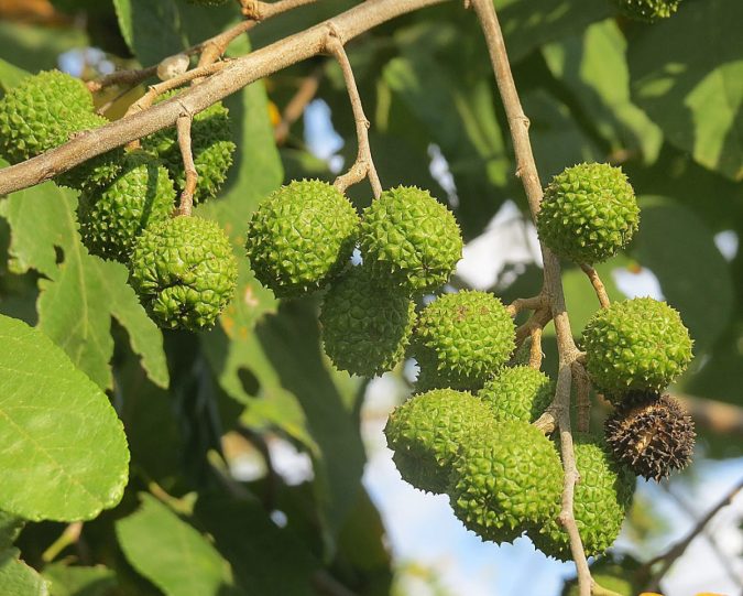 Cablote (Guazuma ulmifoli)