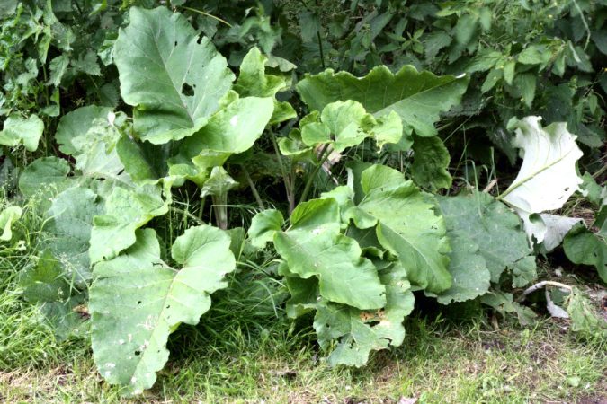 Burdock