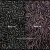 Black rice vs Wild rice