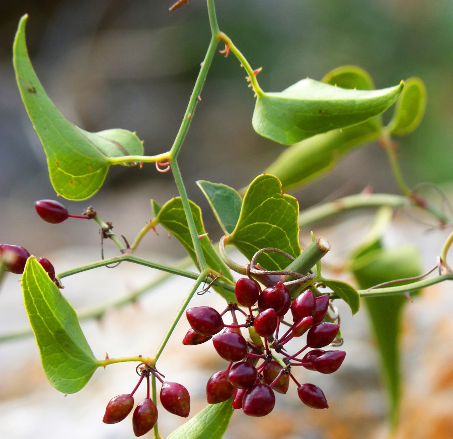 Sarsaparilla