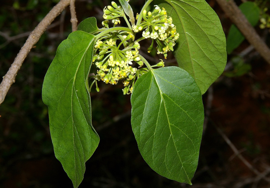 Condurango herbs